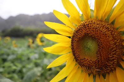 The yellow sunflowers in close-up photography during the day
